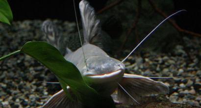 Mail catfish or Loricariidae (Loricariidae)