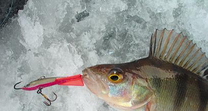 Perch in February: how to catch more productively Winter fishing for perch in February