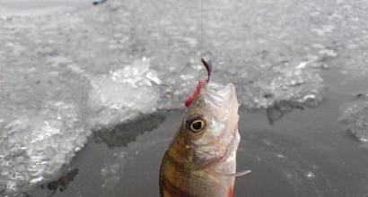 Perch in February: how to catch it more efficiently Where to look for perch in early February